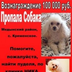 Подробнее об объявлении «Пропала собака помогите найти Москва» Фото: пропала собака Пудель «Пропала собака помогите найти Москва» в г. Москва