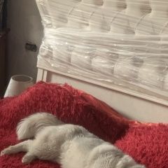 ����: ������� ������  �������� ������ ������������ ����� �������� � �. ��������