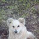 Подробнее об объявлении «Омск Пропала собака кобель, лао» Фото: пропала собака  «Омск Пропала собака кобель, лао» в г. Омск