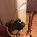 Подробнее об объявлении «Тихорецк Пропала собака кобель» Фото: пропала собака Боксер «Тихорецк Пропала собака кобель» в г. Тихорецк