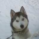 Подробнее об объявлении «Новосибирск Пропала собака» Фото: пропала собака Сибирская хаски «Новосибирск Пропала собака» в г. Новосибирск