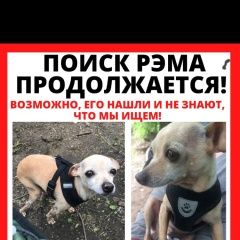 Подробнее об объявлении «Москва Пропала собака кобель разыскивается русский той» Фото: пропала собака Той-терьер «Москва Пропала собака кобель разыскивается...» в г. Москва