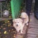 Подробнее об объявлении «Пропала собака кобель Харьков» Фото: пропала собака  «Пропала собака кобель Харьков» в г. Харьков