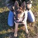 Подробнее об объявлении «Усть-Лабинск Пропала собака» Фото: пропала собака Немецкая овчарка «Усть-Лабинск Пропала собака» в г. Усть-Лабинск