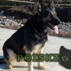 Подробнее об объявлении «Кропоткин Пропала собака украли овчарку» Фото: пропала собака Немецкая овчарка «Кропоткин Пропала собака украли овчарку» в г. Кропоткин