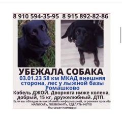Подробнее об объявлении «Москва Пропала собака кобель чёрный метис лабрадора» Фото: пропала собака Лабрадор ретривер «Москва Пропала собака кобель чёрный метис...» в г. Москва