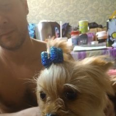 Подробнее об объявлении «Томилино Пропала собака» Фото: пропала собака Йоркширский терьер «Томилино Пропала собака» в г. Томилино