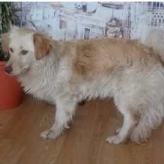 Подробнее об объявлении «Пропала собака Санкт-Петербург» Фото: пропала собака  «Пропала собака Санкт-Петербург» в г. Санкт-Петербург