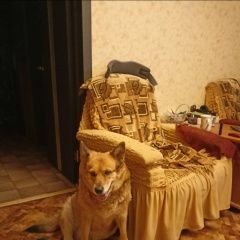 Подробнее об объявлении «Комсомольск-на-Амуре Пропала собака девочка зовут катя» Фото: пропала собака  «Комсомольск-на-Амуре Пропала собака девочка...» в г. Комсомольск-на-Амуре