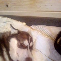 Подробнее об объявлении «Пропала собака кобель хаски, зовут рич Нарофоминск» Фото: пропала собака Сибирская хаски «Пропала собака кобель хаски, зовут рич Нарофоминск» в г. Нарофоминск