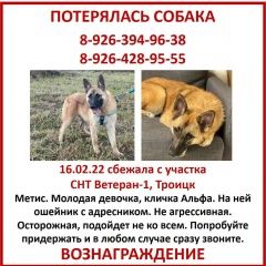 Подробнее об объявлении «Пропала собака рыжая дворняжка Троицк» Фото: пропала собака  «Пропала собака рыжая дворняжка Троицк» в г. Троицк