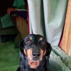 Подробнее об объявлении «Оренбург Пропала собака кобель такса» Фото: пропала собака Такса «Оренбург Пропала собака кобель такса» в г. Оренбург