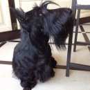 Подробнее об объявлении «Пропала собака кобель породы скотч-терьер Нижний Новгород» Фото: пропала собака Шотландский терьер «Пропала собака кобель породы скотч-терьер...» в г. Нижний Новгород