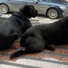 Подробнее об объявлении «Ставрополь Пропала собака нашедшему вознаграждение» Фото: пропала собака Кане-корсо «Ставрополь Пропала собака нашедшему вознаграждение» в г. Ставрополь
