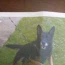 Подробнее об объявлении «Пропала собака кобель метис немецкой овчарки. Звенигород» Фото: пропала собака Немецкая овчарка «Пропала собака кобель метис немецкой овчарки....» в г. Звенигород