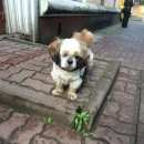 Подробнее об объявлении «Пропала собака кобель Электросталь» Фото: пропала собака Ши-тцу «Пропала собака кобель Электросталь» в г. Электросталь