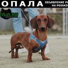 Подробнее об объявлении «Казань Пропала собака кобель» Фото: пропала собака Такса «Казань Пропала собака кобель» в г. Казань