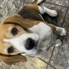 Подробнее об объявлении «Пропала собака Новороссийск» Фото: пропала собака Бигль «Пропала собака Новороссийск» в г. Новороссийск