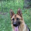 Подробнее об объявлении «Подольск Пропала собака кобель» Фото: пропала собака Немецкая овчарка «Подольск Пропала собака кобель» в г. Подольск