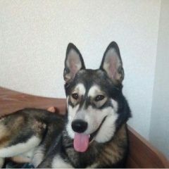 Подробнее об объявлении «Пропала собака кобель Красноярск» Фото: пропала собака  «Пропала собака кобель Красноярск» в г. Красноярск