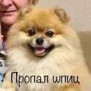 Подробнее об объявлении «Туринск Пропала собака кобель померанский шпиц» Фото: пропала собака Померанский шпиц «Туринск Пропала собака кобель померанский шпиц» в г. Туринск