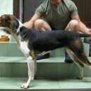 Подробнее об объявлении «Пропала собака Санкт-Петербург» Фото: пропала собака  «Пропала собака Санкт-Петербург» в г. Санкт-Петербург