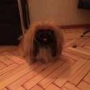 Подробнее об объявлении «Пропала собака Санкт-Петербург» Фото: пропала собака Пекинес «Пропала собака Санкт-Петербург» в г. Санкт-Петербург