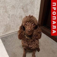 Подробнее об объявлении «Пропала собака кобель мини пудель Томск» Фото: пропала собака Пудель «Пропала собака кобель мини пудель Томск» в г. Томск
