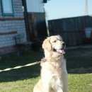 Подробнее об объявлении «Кирово-Чепецк Пропала собака кобель» Фото: пропала собака Голден ретривер «Кирово-Чепецк Пропала собака кобель» в г. Кирово-Чепецк