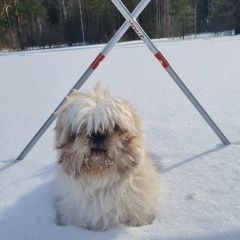 Подробнее об объявлении «Дегтярск Пропала собака кобель» Фото: пропала собака Ши-тцу «Дегтярск Пропала собака кобель» в г. Дегтярск