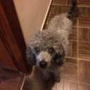 Подробнее об объявлении «Королев Пропала собака пудель» Фото: пропала собака  «Королев Пропала собака пудель» в г. Королев