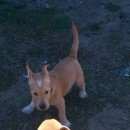 Подробнее об объявлении «Пропала собака кобель Дмитров» Фото: пропала собака  «Пропала собака кобель Дмитров» в г. Дмитров