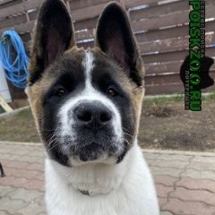 Подробнее об объявлении «Пропала собака кобель щенок Химки» Фото: пропала собака  «Пропала собака кобель щенок Химки» в г. Химки