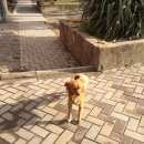 Подробнее об объявлении «Анапа Пропала собака кобель» Фото: пропала собака  «Анапа Пропала собака кобель» в г. Анапа