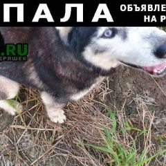 Подробнее об объявлении «Пропала собака кобель Нарофоминск» Фото: пропала собака  «Пропала собака кобель Нарофоминск» в г. Нарофоминск