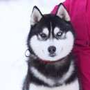 Подробнее об объявлении «Пропала собака кобель Нижний Новгород» Фото: пропала собака Сибирская хаски «Пропала собака кобель Нижний Новгород» в г. Нижний Новгород