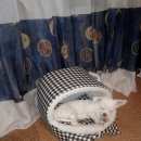 Подробнее об объявлении «Пропала собака кобель помогите  Звенигород» Фото: пропала собака Чихуахуа «Пропала собака кобель помогите  Звенигород» в г. Звенигород