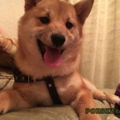Подробнее об объявлении «Пропала собака порода сиба-ину Энгельс» Фото: пропала собака  «Пропала собака порода сиба-ину Энгельс» в г. Энгельс