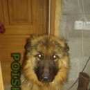 Подробнее об объявлении «Арамиль Пропала собака длинношерстная немецкая овчарка» Фото: пропала собака Немецкая овчарка «Арамиль Пропала собака длинношерстная немецкая...» в г. Арамиль