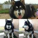 Подробнее об объявлении «Хабаровск Пропала собака кобель, порода маламут» Фото: пропала собака Аляскинский маламут «Хабаровск Пропала собака кобель, порода маламут» в г. Хабаровск