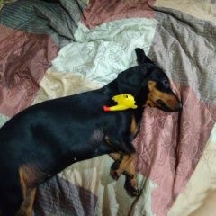 Подробнее об объявлении «Лотошино Пропала собака» Фото: пропала собака Такса «Лотошино Пропала собака» в г. Лотошино