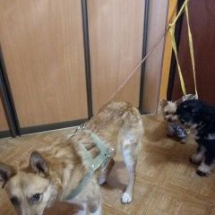 Картинка пропала собака В городе Екатеринбург потерялся пес. Екатеринбург
