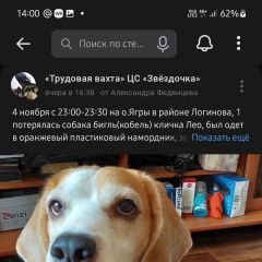 Подробнее об объявлении «Пропала собака кобель породы бигль(кобель) Северодвинск» Фото: пропала собака Бигль «Пропала собака кобель породы бигль(кобель)...» в г. Северодвинск