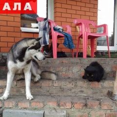 Подробнее об объявлении «Белгород Пропала собака кобель хаска» Фото: пропала собака Сибирская хаски «Белгород Пропала собака кобель хаска» в г. Белгород