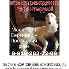 Подробнее об объявлении «Пропала собака Сергиев Посад» Фото: пропала собака Русская псовая борзая «Пропала собака Сергиев Посад» в г. Сергиев Посад