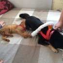 Подробнее об объявлении «Пропала собака Троицк» Фото: пропала собака  «Пропала собака Троицк» в г. Троицк