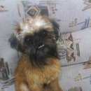 Подробнее об объявлении «Санкт-Петербург Пропала собака кобель» Фото: пропала собака Брюссельский гриффон «Санкт-Петербург Пропала собака кобель» в г. Санкт-Петербург