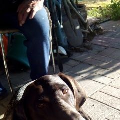 Подробнее об объявлении «Бахчисарай Пропала собака кобель» Фото: пропала собака Курцхаар «Бахчисарай Пропала собака кобель» в г. Бахчисарай