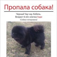 Подробнее об объявлении «Пропала собака кобель Икша» Фото: пропала собака Чау-чау «Пропала собака кобель Икша» в г. Икша