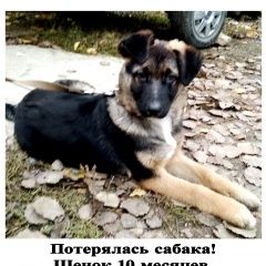 Подробнее об объявлении «Москва Пропала собака кобель рекс» Фото: пропала собака Немецкая овчарка «Москва Пропала собака кобель рекс» в г. Москва
